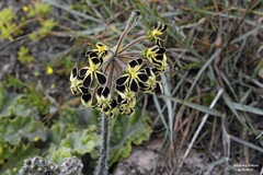 Pelargonium lobatum