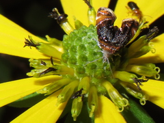 Prochoreutis inflatella