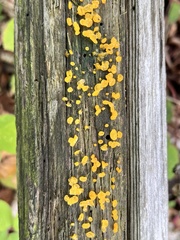 Dacrymyces stillatus