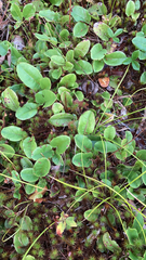 Epigaea repens