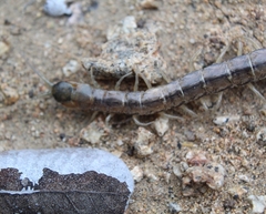 Akymnopellis