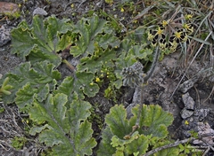 Pelargonium lobatum