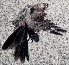 Caprimulgus europaeus