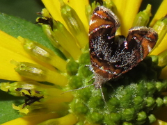 Prochoreutis inflatella