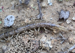 Akymnopellis