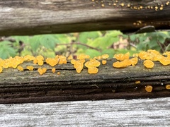 Dacrymyces stillatus