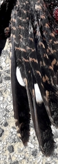 Caprimulgus europaeus