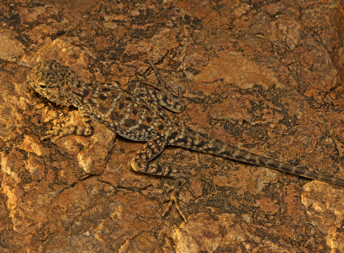 Slater’s Dragon, Ctenophorus slateri