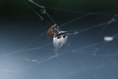 Argyrodes bonadea
