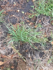 Arrhenatherum elatius