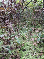 Platanthera blephariglottis
