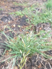 Arrhenatherum elatius