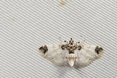Analyta apicalis