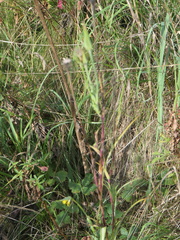 Tragopogon pratensis