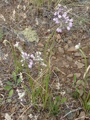 Allium rubens