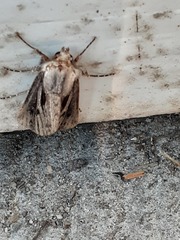 Agrotis venerabilis