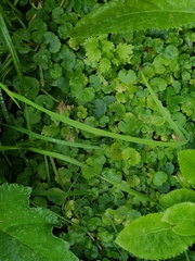 Chrysosplenium alternifolium