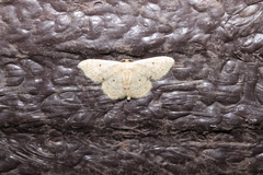 Idaea biselata
