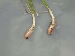 Allium rubens