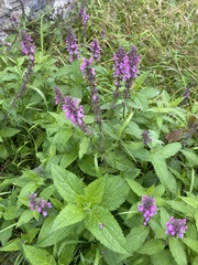 Stachys palustris