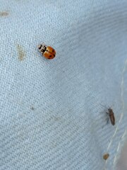 Hippodamia variegata