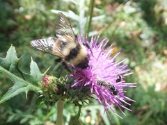 Bombus hypocrita