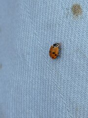 Hippodamia variegata