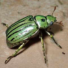 Chrysina gloriosa