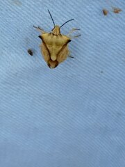 Carpocoris fuscispinus