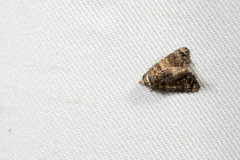 Chlumetia transversa