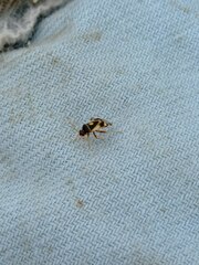 Liocoris tripustulatus