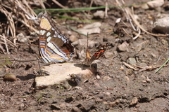 Adelpha eulalia
