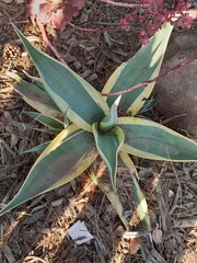 Agave