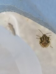 Carpocoris fuscispinus