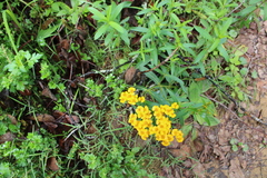 Tagetes lucida