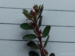 Euphorbia prostrata