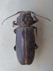 Archodontes melanopus aridus