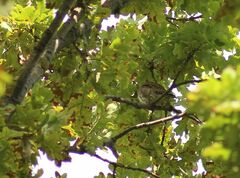 Glaucidium passerinum
