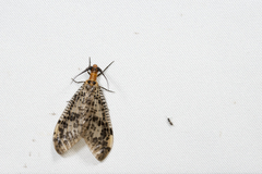 Neochauliodes formosanus