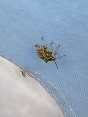 Carpocoris fuscispinus