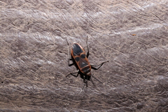 Physopelta gutta gutta