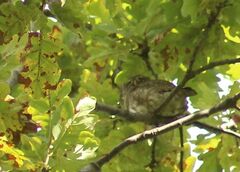 Glaucidium passerinum