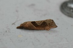 Pelochrista similiana