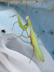 Mantis religiosa