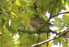 Glaucidium passerinum