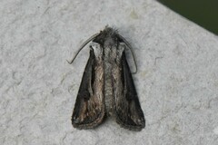 Agrotis venerabilis