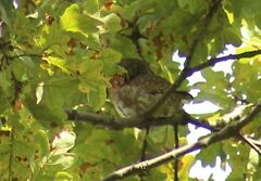 Glaucidium passerinum
