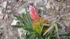 Protea witches broom phytoplasma