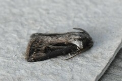 Agrotis venerabilis