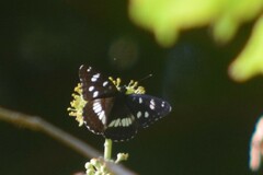 Limenitis reducta